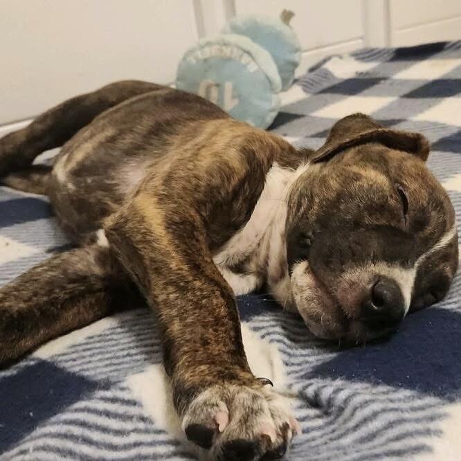 ALADDIN (LIGHT BLUE) DISNEY, a Adoptable mixed breed in lawton, OK image 1/6