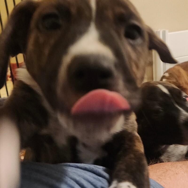 ALADDIN (LIGHT BLUE) DISNEY, a Adoptable mixed breed in lawton, OK image 2/6