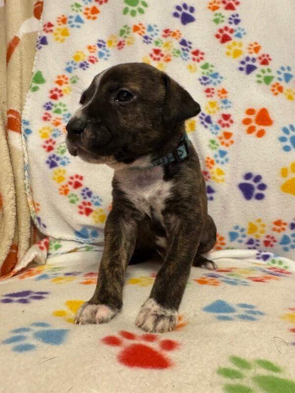 ALADDIN (LIGHT BLUE) DISNEY, a Adoptable mixed breed in lawton, OK image 1/5