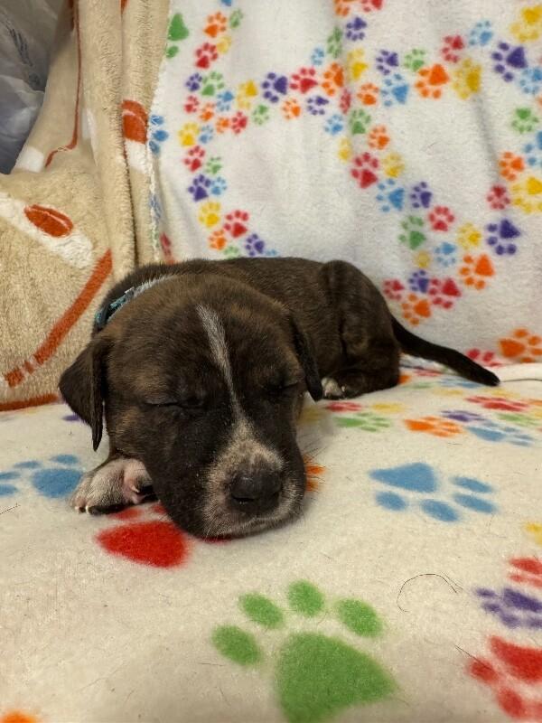 ALADDIN (LIGHT BLUE) DISNEY, a Adoptable mixed breed in lawton, OK image 2/5