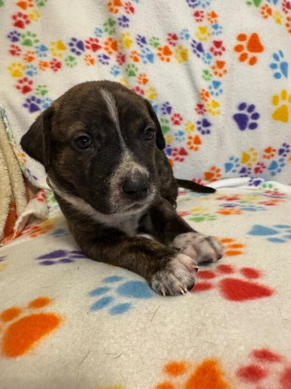 ALADDIN (LIGHT BLUE) DISNEY, a Adoptable mixed breed in lawton, OK image 3/5