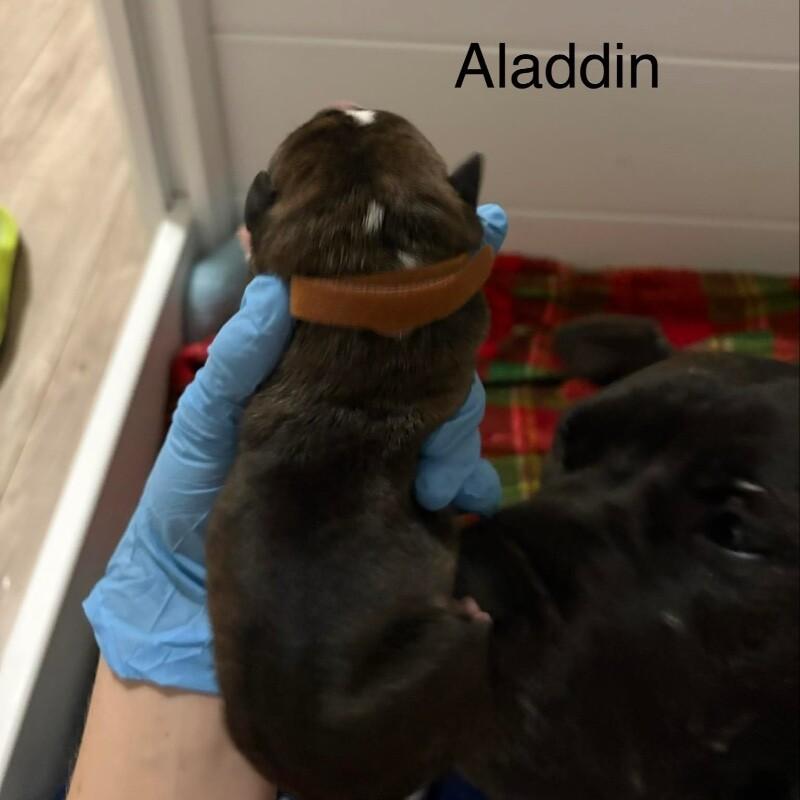 Enlarge ALADDIN (BROWN) DISNEY, a Adoptable mixed breed in lawton, OK image 1/2