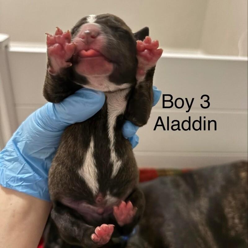 Enlarge ALADDIN (BROWN) DISNEY, a Adoptable mixed breed in lawton, OK image 2/2