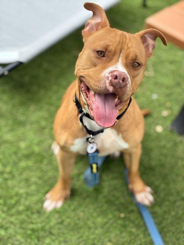 Copper, Adoptable, Adult Male Mixed Breed.