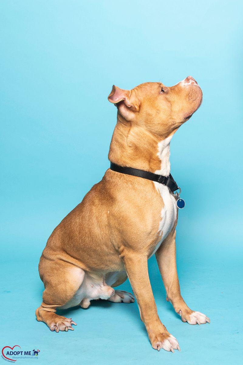 Enlarge Copper, a Adoptable Mixed Breed in Alexandria, VA image 2/4
