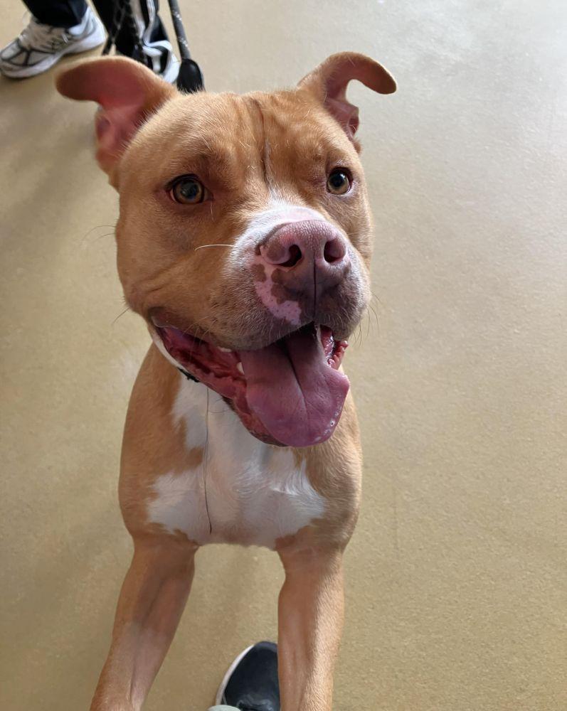 Enlarge Copper, a Adoptable Mixed Breed in Alexandria, VA image 3/4