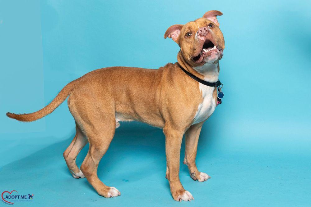 Enlarge Copper, a Adoptable Mixed Breed in Alexandria, VA image 4/4