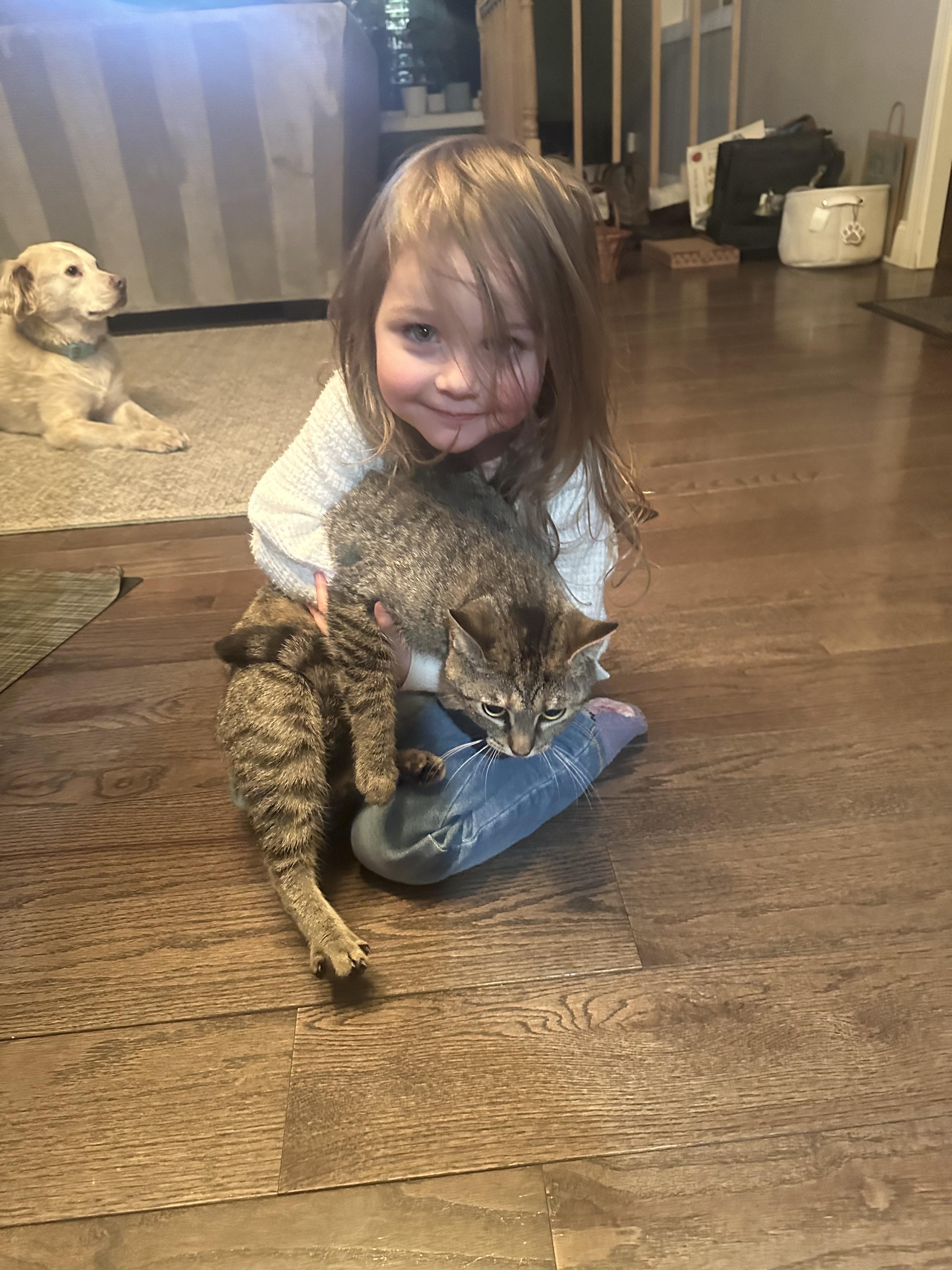 Enlarge Fern (F) and Norman (M), a ADOPTABLE Domestic Short Hair in Covington, KY image 5/5