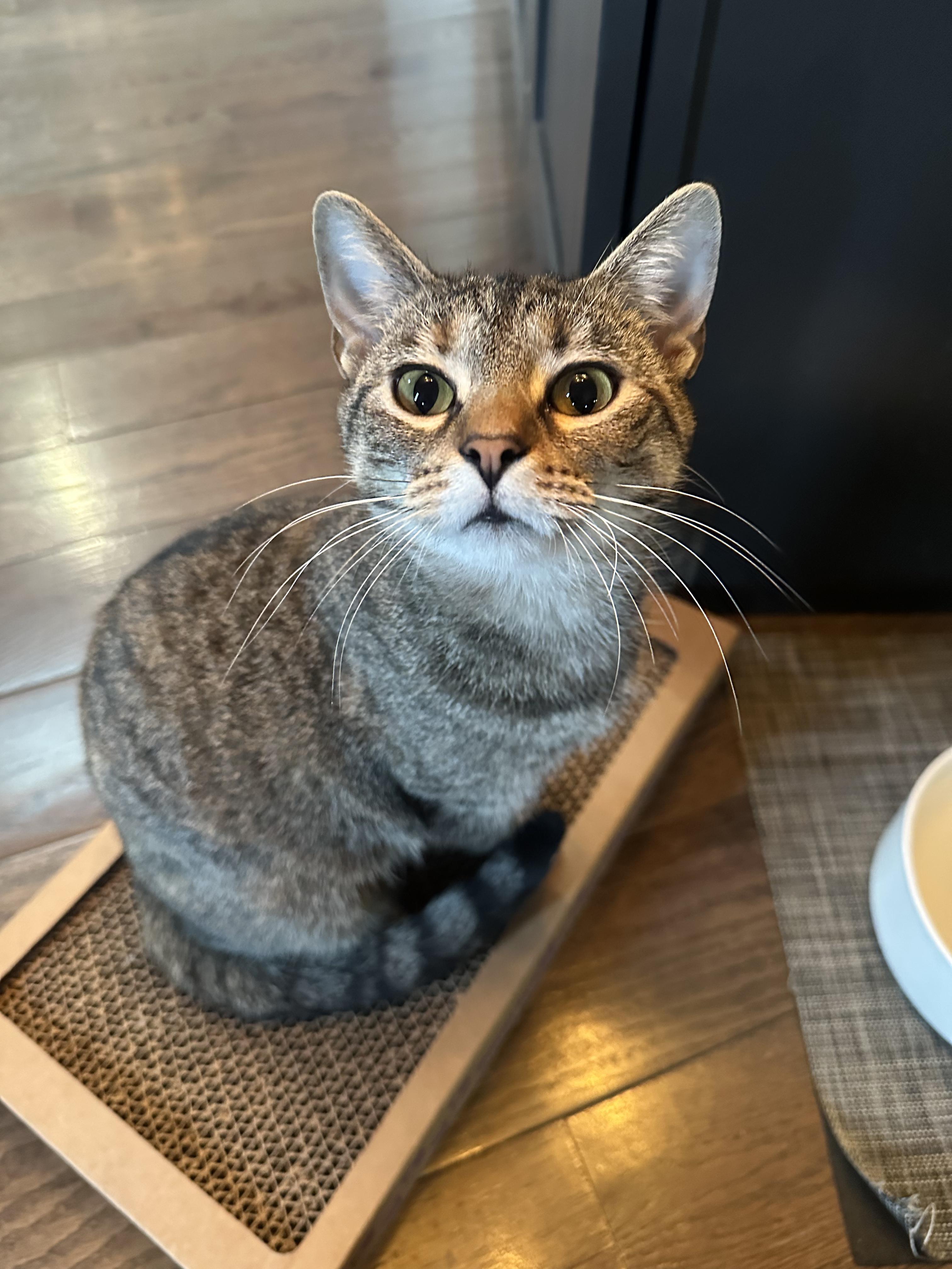 Enlarge Fern (F) and Norman (M), a ADOPTABLE Domestic Short Hair in Covington, KY image 2/5