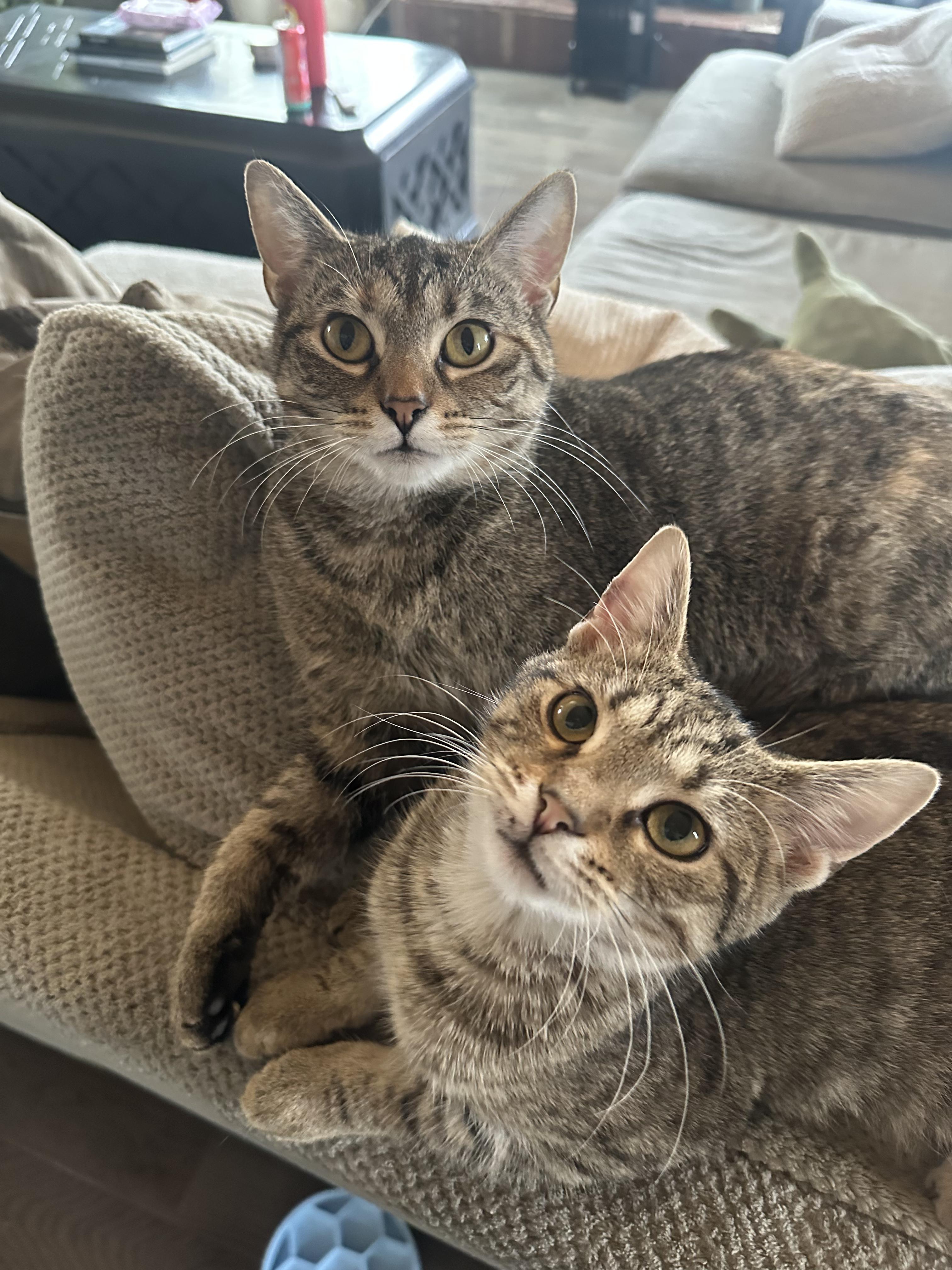 Fern (F) and Norman (M), ADOPTABLE, Young Female Domestic Short Hair.