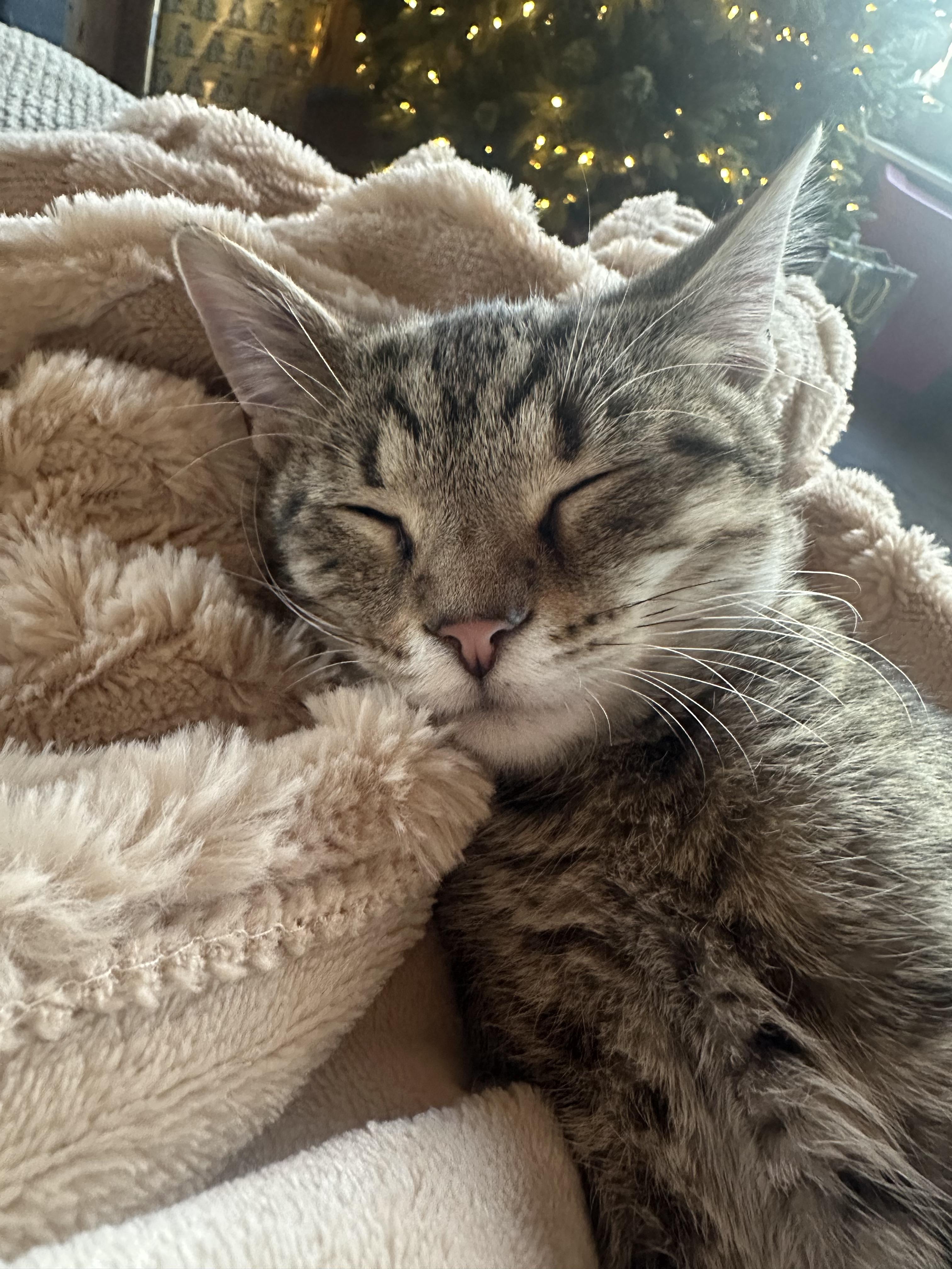 Enlarge Fern (F) and Norman (M), a ADOPTABLE Domestic Short Hair in Covington, KY image 3/5