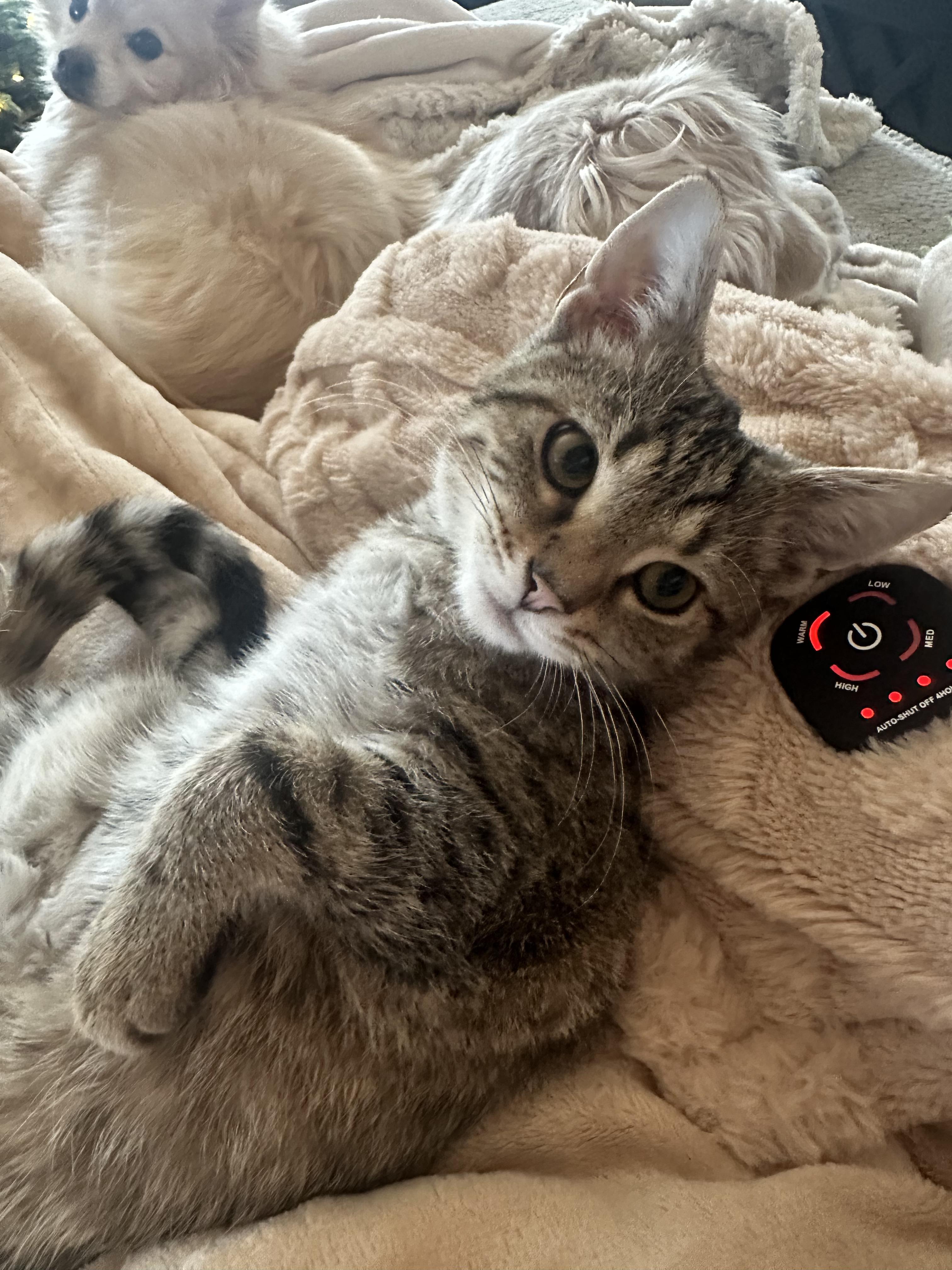 Enlarge Fern (F) and Norman (M), a ADOPTABLE Domestic Short Hair in Covington, KY image 4/5