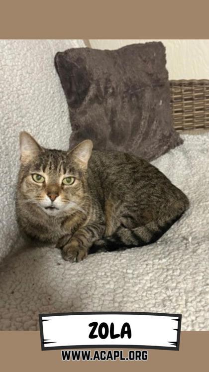 Enlarge Zola, a Adoptable Domestic Short Hair in Ashtabula, OH image 2/2