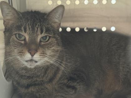 Enlarge Zola, a Adoptable Domestic Short Hair in Ashtabula, OH image 2/2