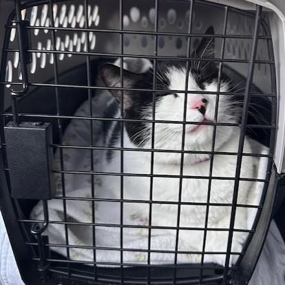 Boo, a Adoptable Domestic Short Hair in Maitland, FL image 3/5