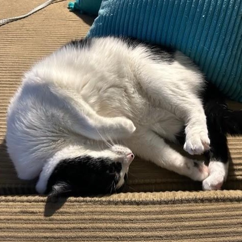 Boo, a Adoptable Domestic Short Hair in Maitland, FL image 5/5