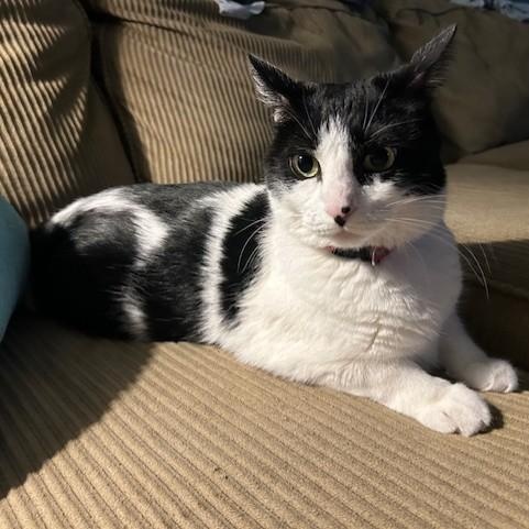 Boo, a Adoptable Domestic Short Hair in Maitland, FL image 1/5