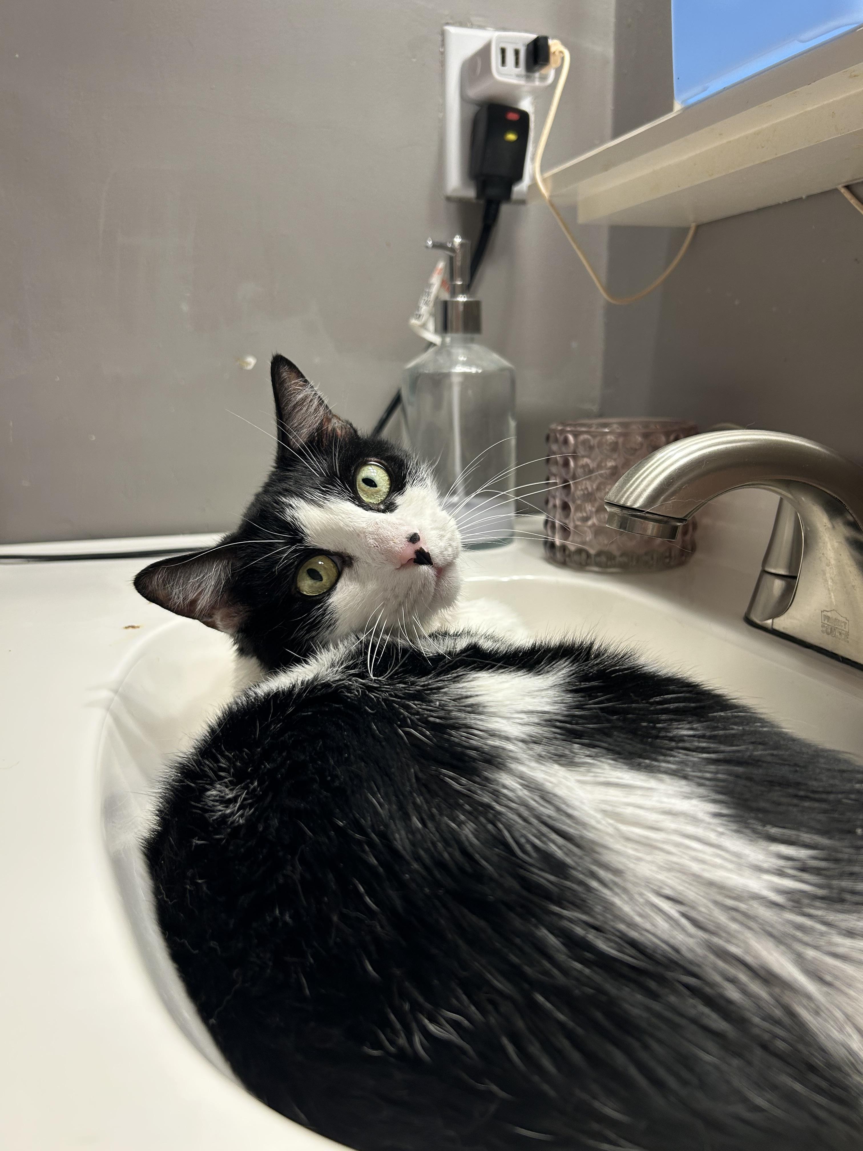 Boo, an adoptable Domestic Short Hair in Maitland, FL, 32794 | Photo Image 2