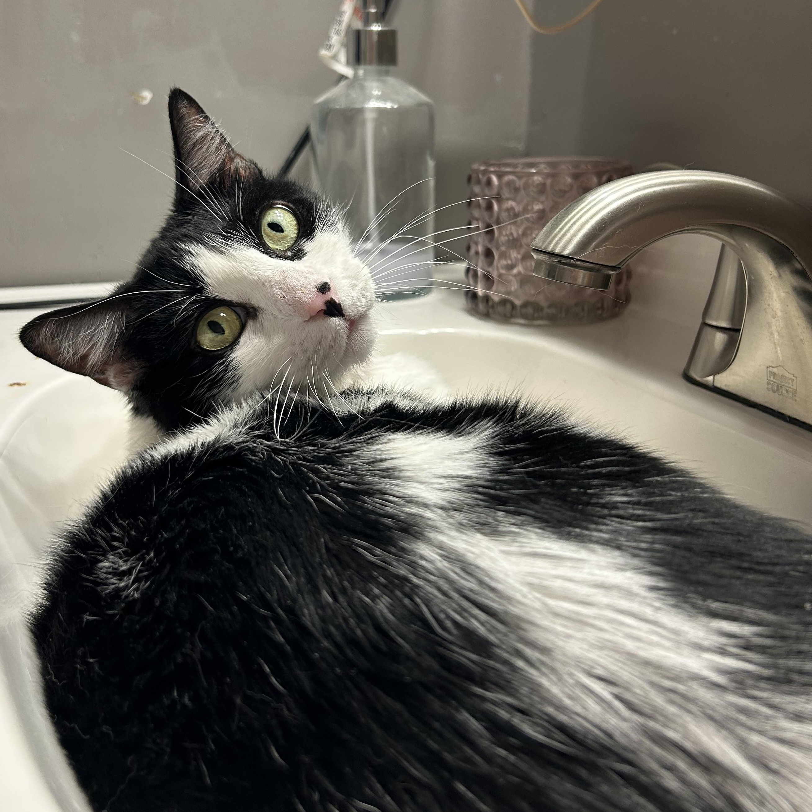 Boo, a Adoptable Domestic Short Hair in Maitland, FL image 2/5