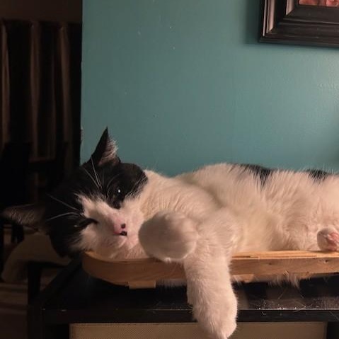 Boo, a Adoptable Domestic Short Hair in Maitland, FL image 4/5