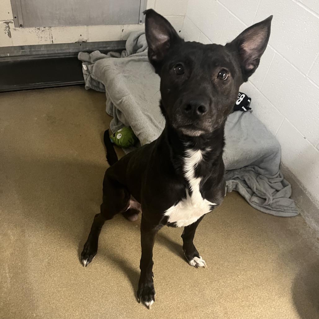 Riot, ADOPTABLE, Adult Male Shepherd.
