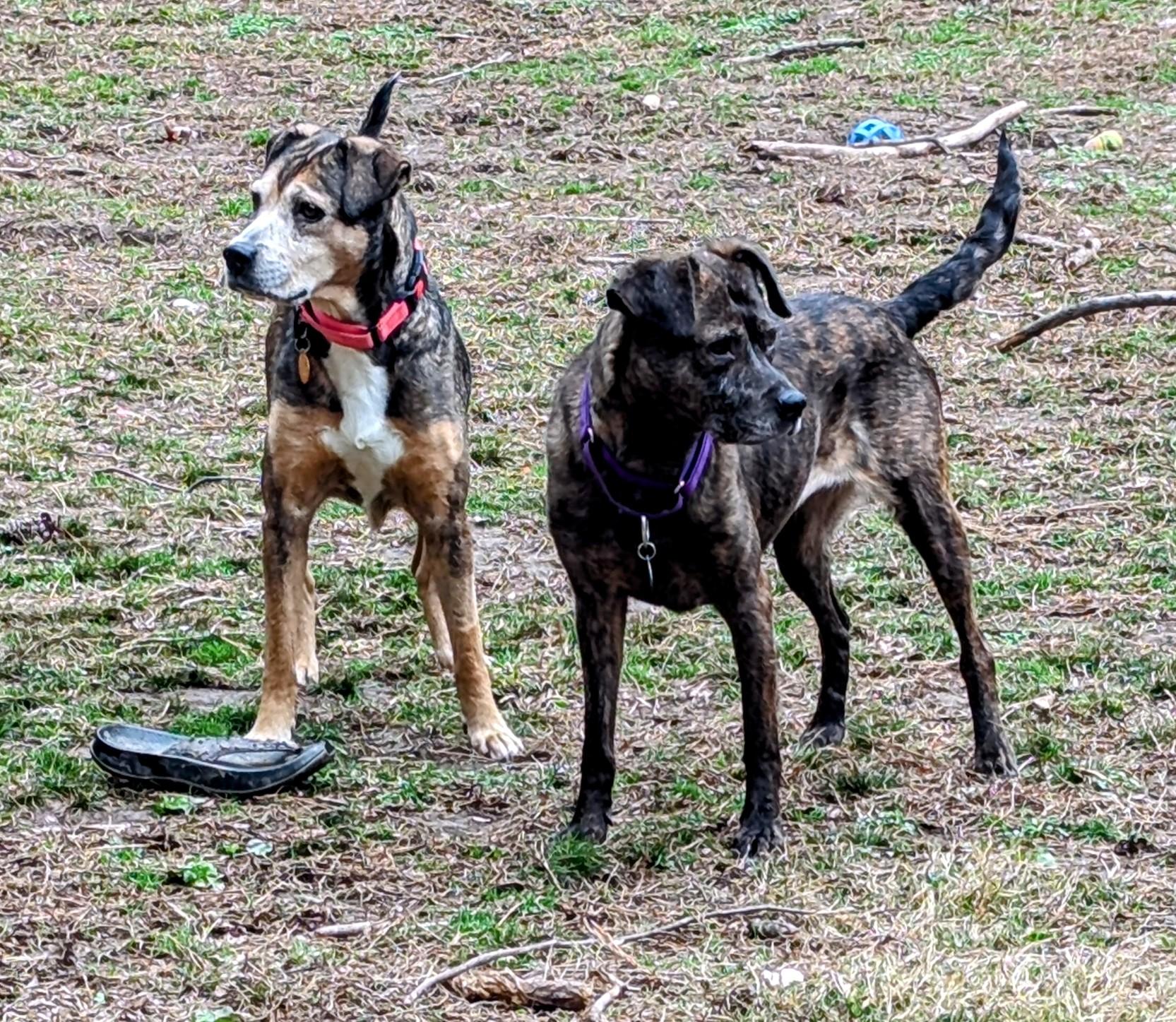 Zandra — thumbnail 6