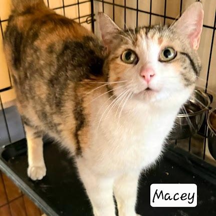 Enlarge Macey, a ADOPTABLE American Shorthair in Danbury, CT image 1/1