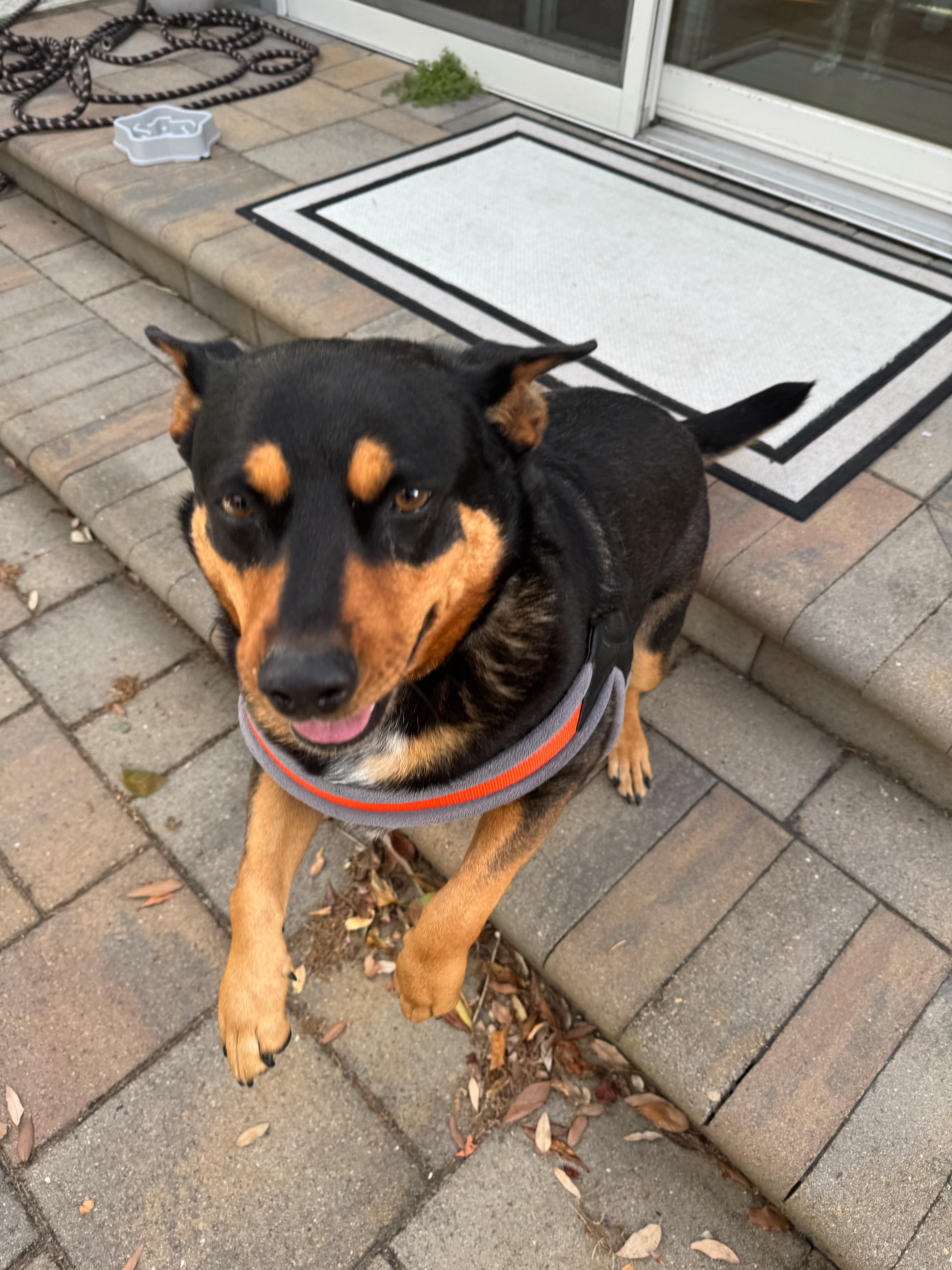 Aspen, a Adoptable mixed breed in Seattle, WA image 2/6