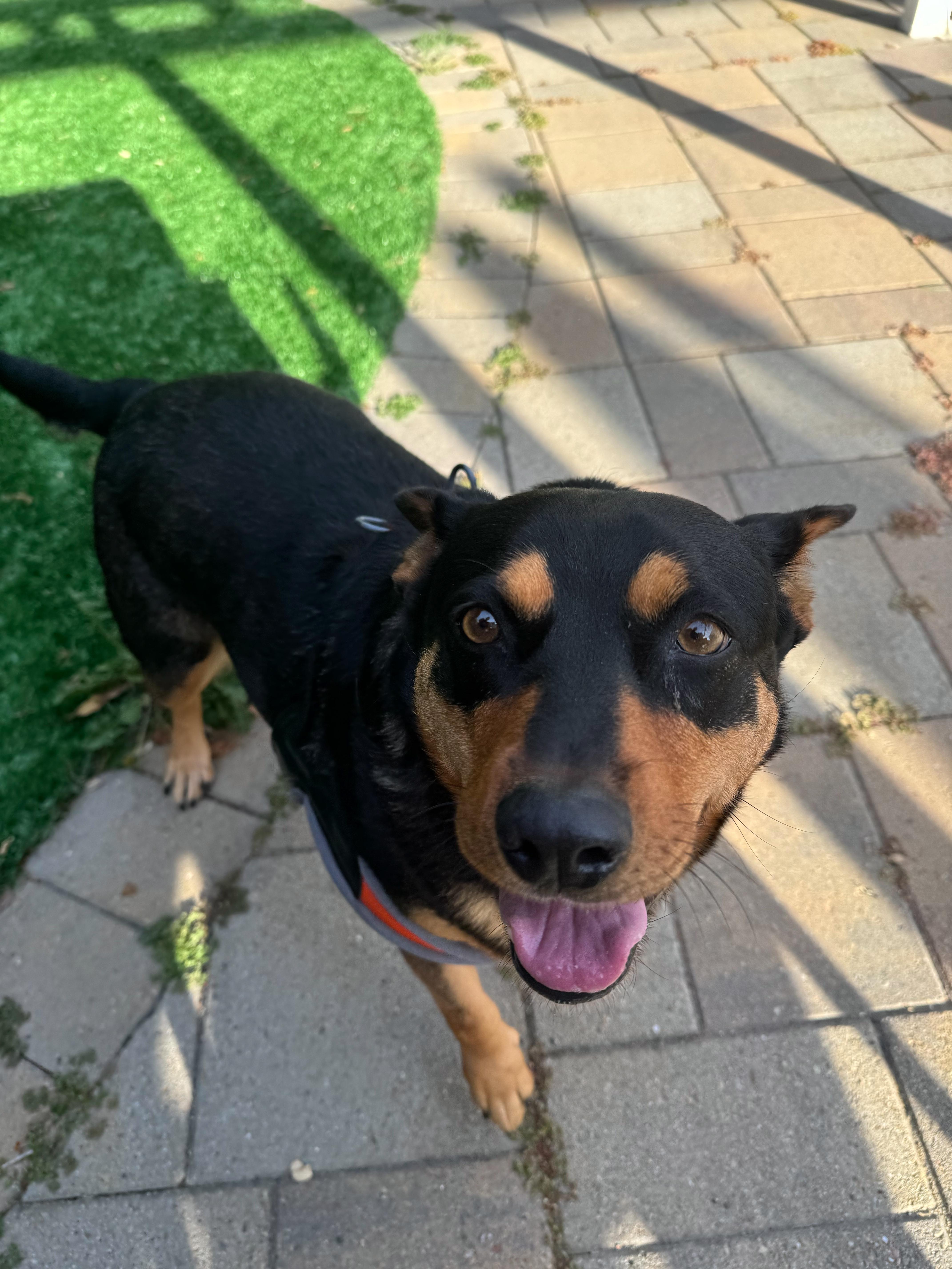 Aspen, a Adoptable mixed breed in Seattle, WA image 5/6