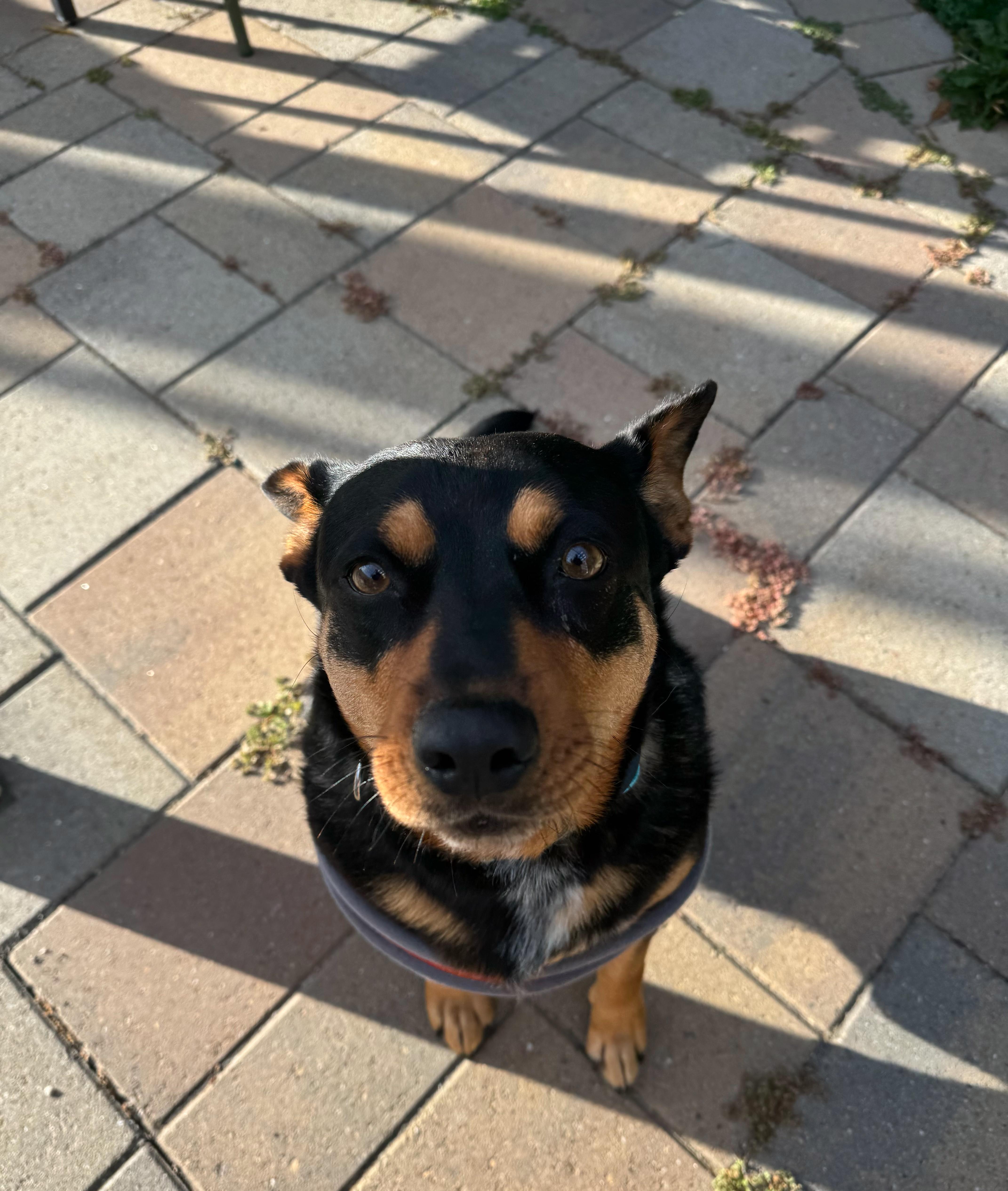 Aspen, a Adoptable mixed breed in Seattle, WA image 1/6