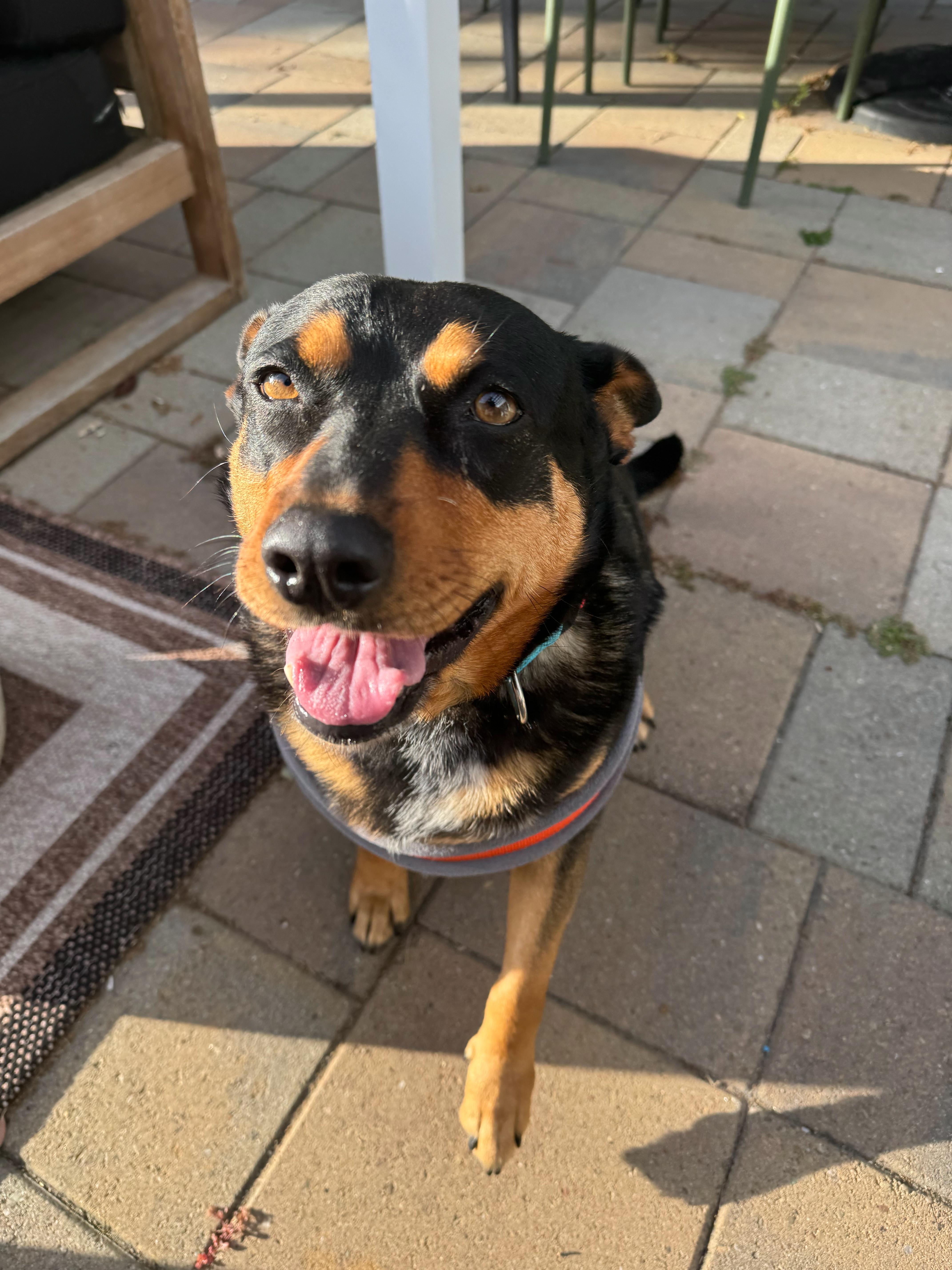 Aspen, a Adoptable mixed breed in Seattle, WA image 4/6