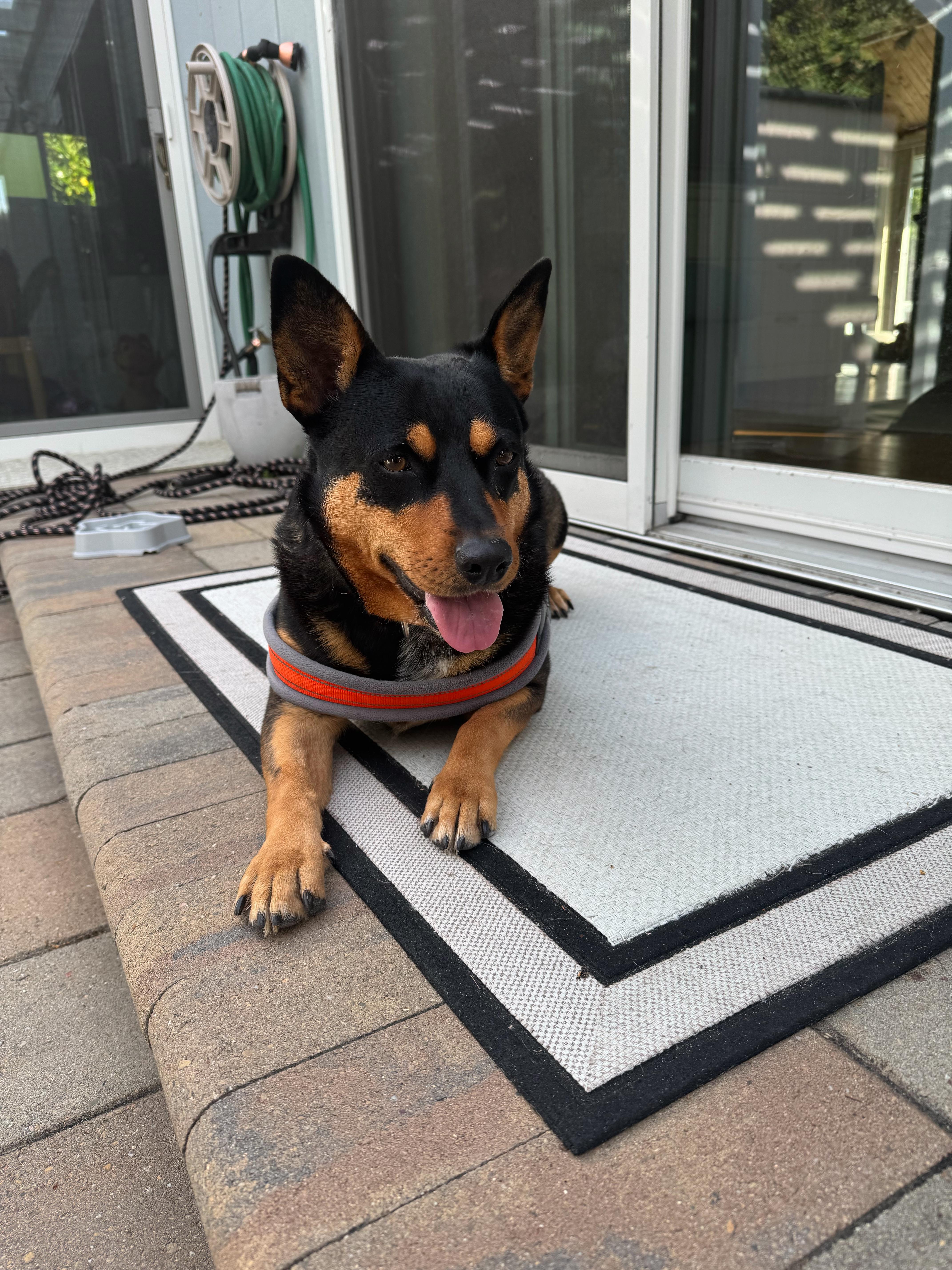Aspen, a Adoptable mixed breed in Seattle, WA image 6/6