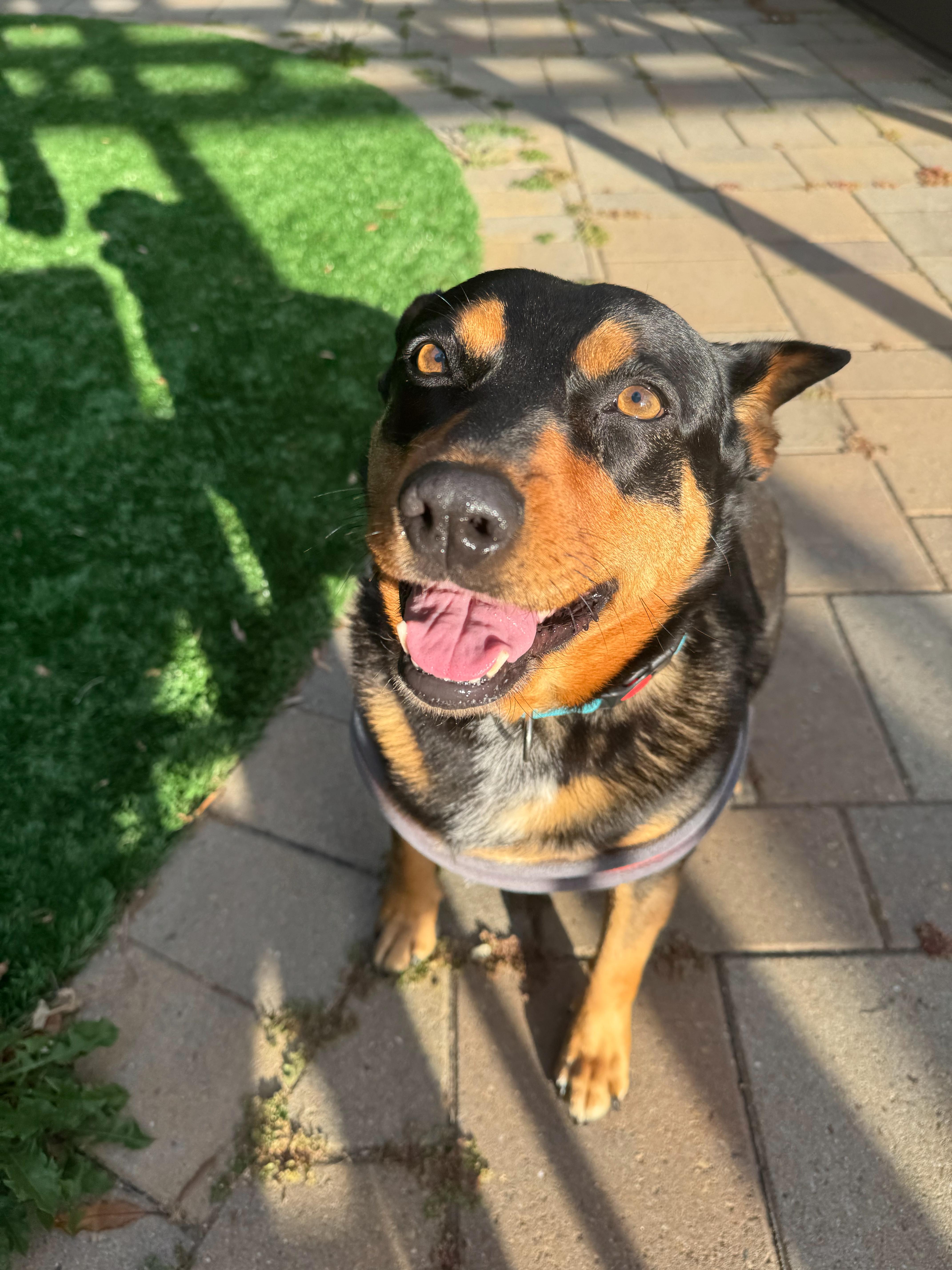 Aspen, a Adoptable mixed breed in Seattle, WA image 3/6