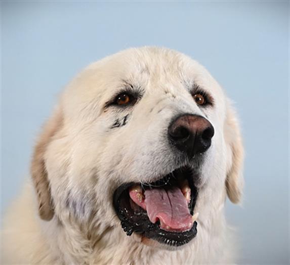 BARNEY, Adoptable, Adult Male Great Pyrenees.