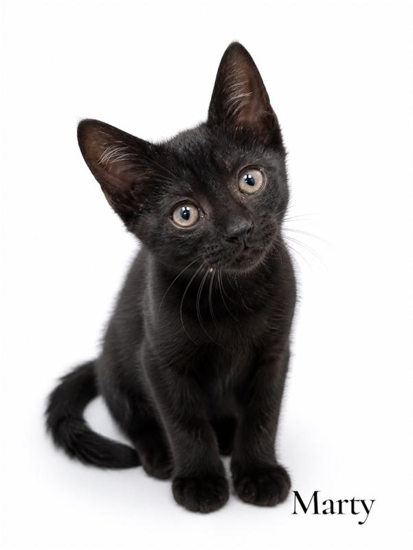 Marty, ADOPTABLE, Kitten Male Domestic Short Hair.