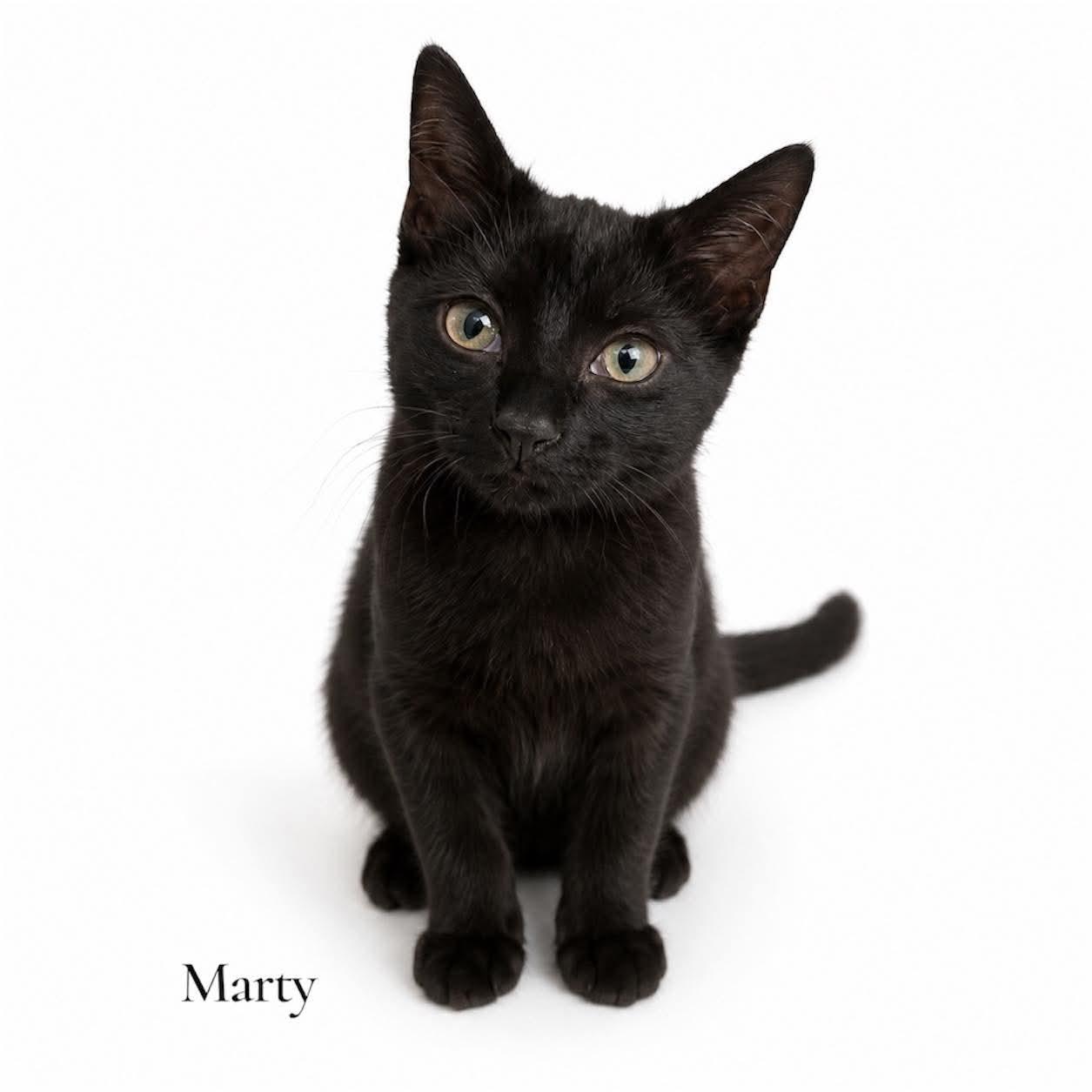 Enlarge Marty, a ADOPTABLE Domestic Short Hair in Stevensville, MI image 1/1
