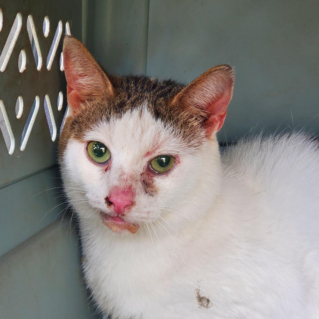 Enlarge Ignatius, a Adoptable Domestic Short Hair in Kansas City, MO image 1/1