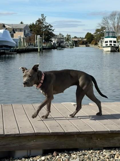 Enlarge Grace Kelly - Available in Foster, a Adoptable mixed breed in Madison, NJ image 1/3