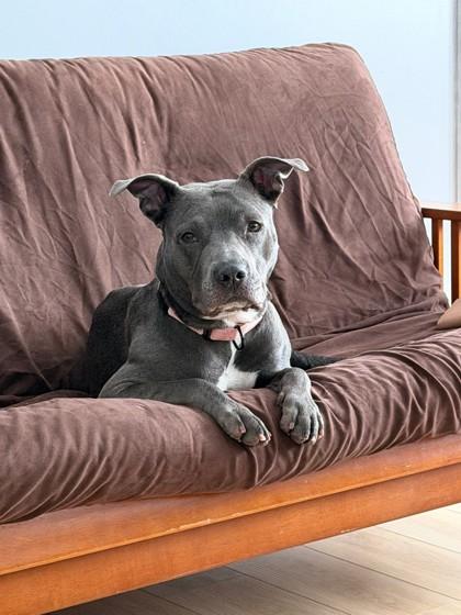 Enlarge Grace Kelly - Available in Foster, a Adoptable mixed breed in Madison, NJ image 2/3