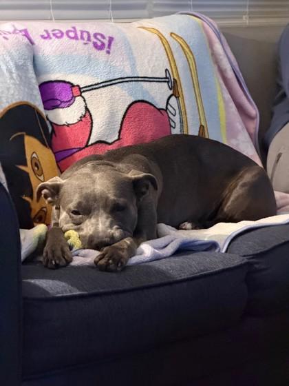 Enlarge Grace Kelly - Available in Foster, a Adoptable mixed breed in Madison, NJ image 3/3