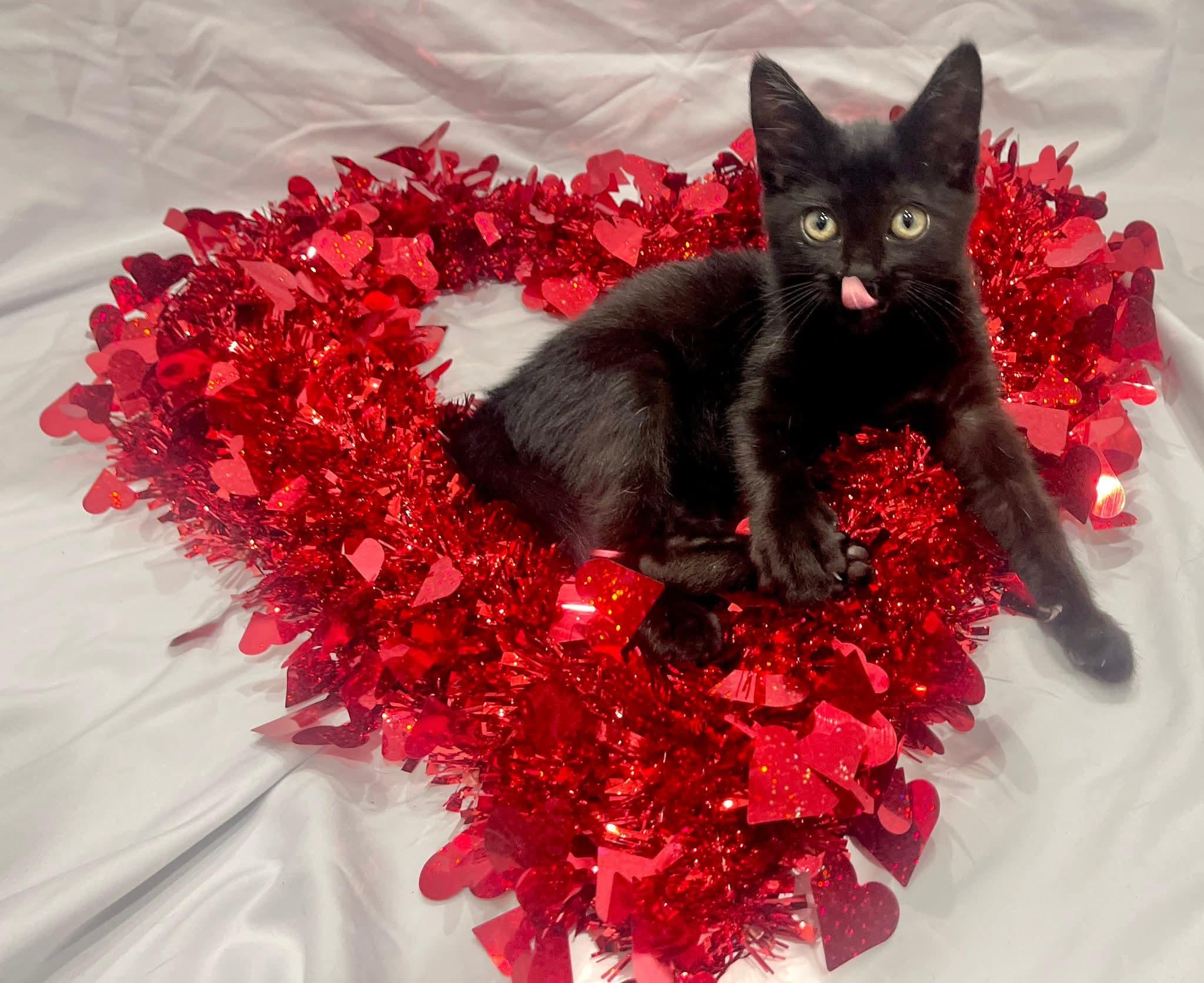  Krunk - playful and affectionate, adopted, Kitten Male Domestic Short Hair.