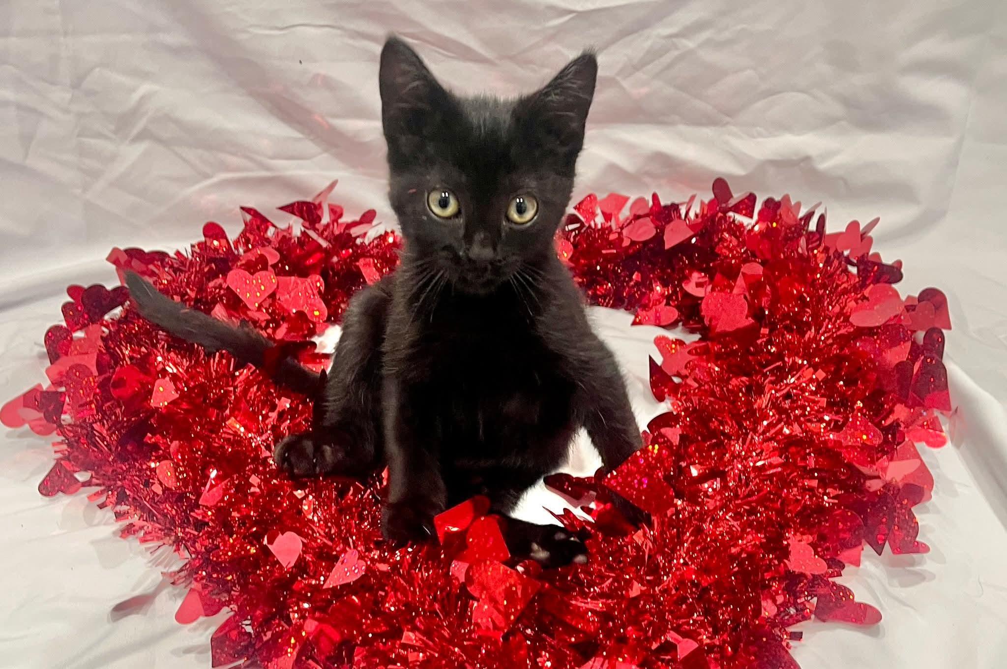 Krunk - playful and affectionate, an adopted Domestic Short Hair in Hales Corners, WI image 4/6