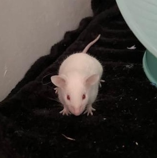 Enlarge Mice babies, a Adoptable Mouse in Olympia, WA image 1/3