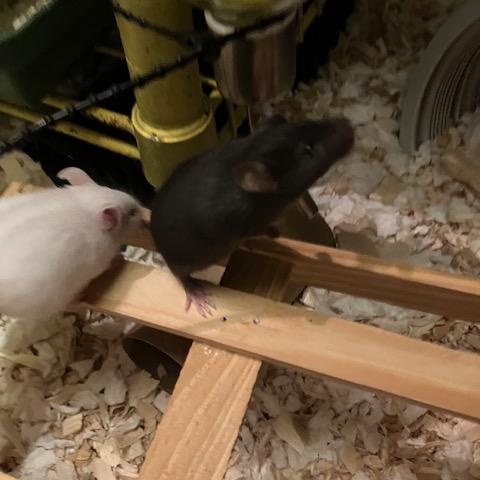 Enlarge Mice babies, a Adoptable Mouse in Olympia, WA image 3/3