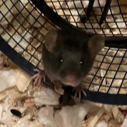 Enlarge Mice babies, a Adoptable Mouse in Olympia, WA image 2/3