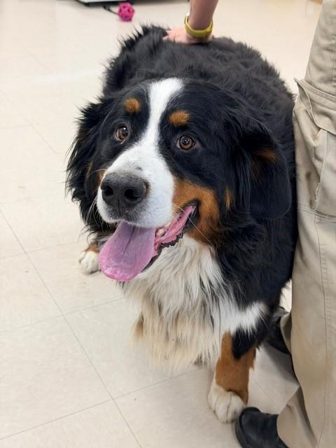 Mango , adopted, Adult Male Bernese Mountain Dog.