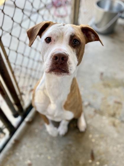 Enlarge Chilli, a Adoptable mixed breed in Picayune, MS image 1/3