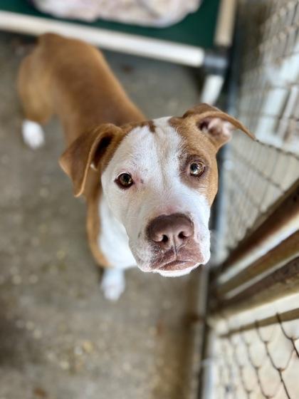 Enlarge Chilli, a Adoptable mixed breed in Picayune, MS image 2/3