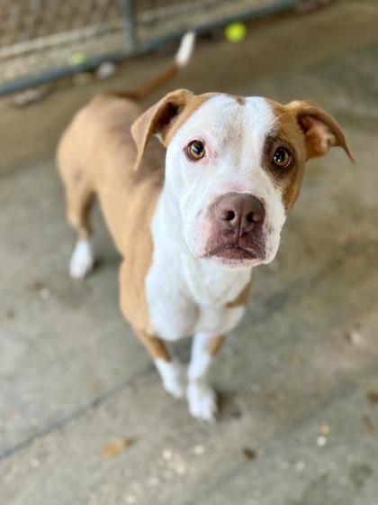 Enlarge Chilli, a Adoptable mixed breed in Picayune, MS image 3/3