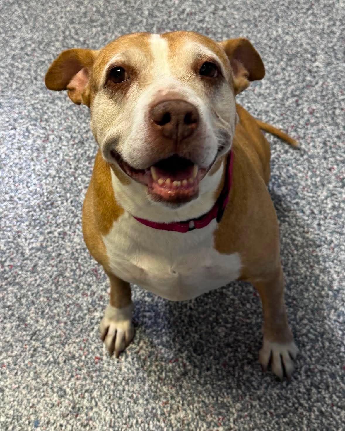 Enlarge Callie, an adoptable Pit Bull Terrier in Las Vegas, NV image 1/2